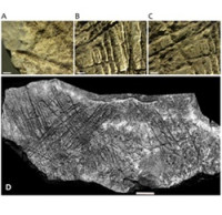 Pravěký kůň z Moravského krasu přepisuje mapu evropského jeskynního umění